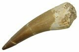 Fossil Plesiosaur (Zarafasaura) Tooth - Morocco #298029-1